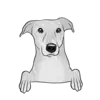Greyhound 1