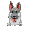 German Shepherd 2