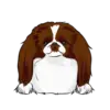 Japanese Chin 2