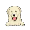 Great Pyrenees 3