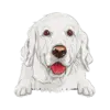 Golden Retriever (White)