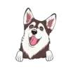 Husky 7
