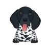 German Shorthaired Pointer 5