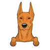 German Pinscher 3
