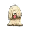 Komondor 2