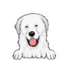 Great Pyrenees 1