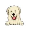 Great Pyrenees 3