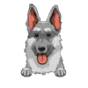 German Shepherd 2