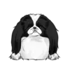 Japanese Chin 1