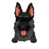 German Shepherd 3