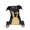 Greyhound 3