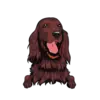 Irish Setter 2