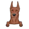 German Pinscher 2