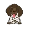German Shorthaired Pointer 1