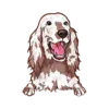 Irish Setter 1