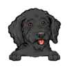 Goldendoodle (Black)