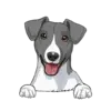 Jack Russell Terrier 3