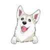 Husky 6