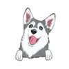 Husky 1