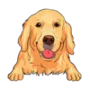 Golden Retriever 1