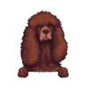 Irish Water Spaniel