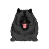 Keeshond 2