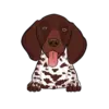 German Shorthaired Pointer 3