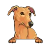 Greyhound (Brown)