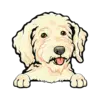 Goldendoodle (Cream)