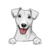 Jack Russell Terrier 4