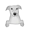 Greyhound 1