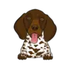 German Shorthaired Pointer 2