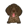 German Shorthaired Pointer 4