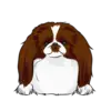 Japanese Chin 2