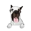 Great Dane 6