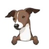 Italian Greyhound 2
