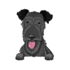 Irish Wolfhound 2