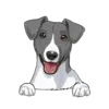 Jack Russell Terrier 3
