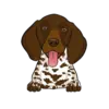 German Shorthaired Pointer 2