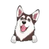 Husky 7