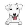 Jack Russell Terrier (White)