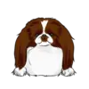 Japanese Chin 2