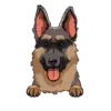 German Shepherd 1