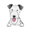 Irish Wolfhound 3