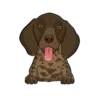 German Shorthaired Pointer 4