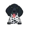 German Shorthaired Pointer 5