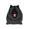 Keeshond 2