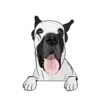 Great Dane 1