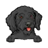 Goldendoodle (Black)