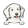 Goldendoodle (White)